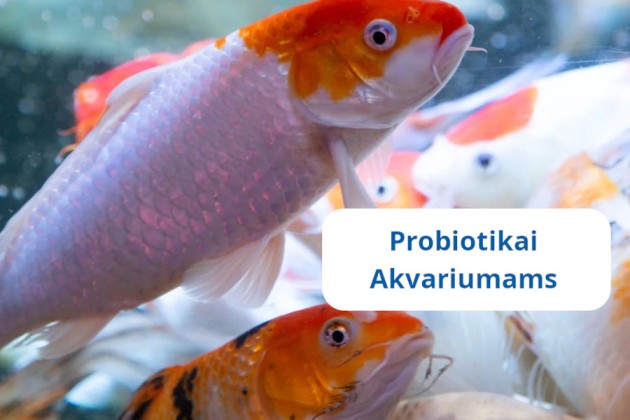 images/usersimages/admonita/probiotikai-akvariumams00.jpg