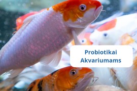 Probiotikai Akvariumams – efektyvus ir saugus mikrobiologinis preparatas žuvų sveikatos ir vandens kokybės gerinimui